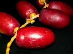 buah kurma